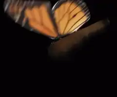 Monarch butterfly wings opening