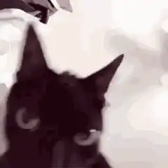 blurry black cat head