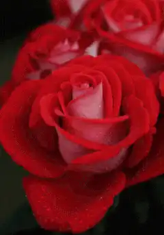 Red rose morphing into blue rose