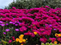 vibrant pink and yellow flowers