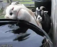 Goat lapping water with tongue