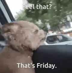 Dog feeling the Friday wind