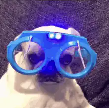 Pug wearing light-up blue glasses