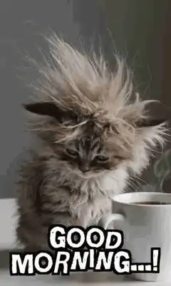 messy hair good morning cat