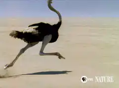 Ostrich running in slow motion