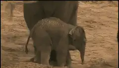 Baby elephant falls and gets up