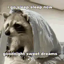 raccoon goes to sleep under blanket