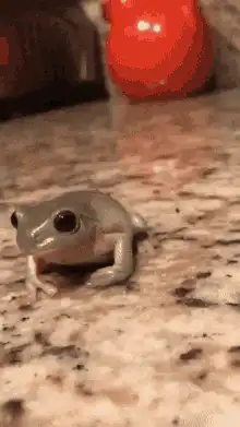 Frog gets a top hat