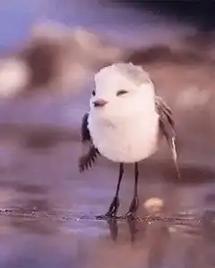 tiny bird dancing on beach