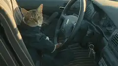 Cat in suit driving car, Kevin Hart reaction