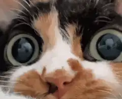 Calico cat with wide staring eyes