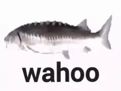 Wahoo fish spinning