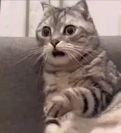 Shocked cat with wide eyes