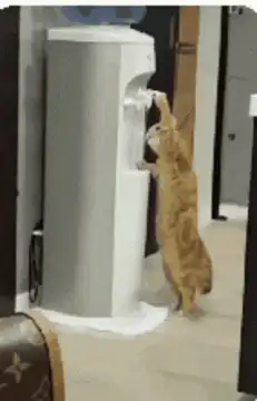 Cat standing on hind legs to drink from water cooler