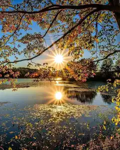 sun flare over lake through autumn leaves
