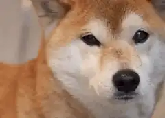 Shiba Inu Dog Winking