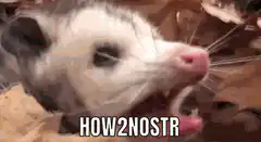 Possum screaming with mouth wide open