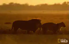 Lion and lioness walking at sunset