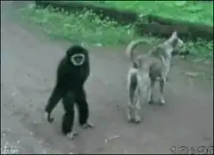 Chimpanzee gets slapped by dog