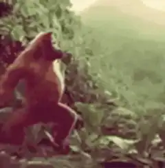Dancing gorilla in jungle