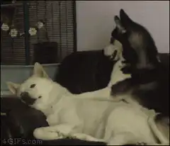 husky dog grooming white dog