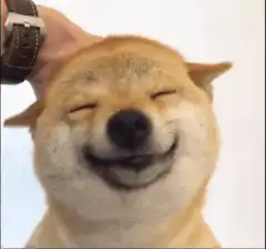 Smiling Dog Enjoying Head Pet