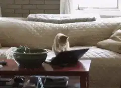 cat typing on laptop