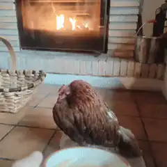 chicken by fireplace with coffee