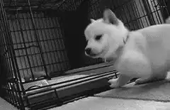 Cute puppy sniffs camera