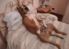 dog sleeping on back in bed