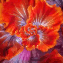 Zooming into a fractal flower