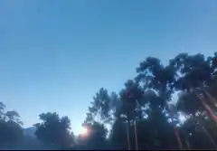 sunlight through tall trees