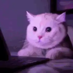 cat staring at laptop then leaving