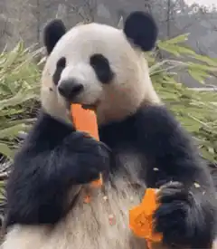 Panda eating a carrot