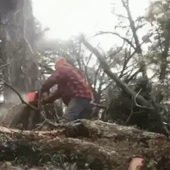 Man cuts tree then Pavarotti sings