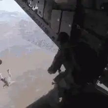 Dog jumps out of plane