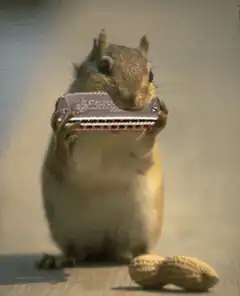 squirrel playing harmonica