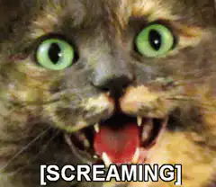 Cat screaming with text