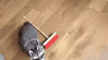 Raccoon with a broom and a coin