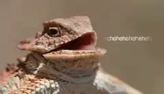 Laughing Frilled Lizard