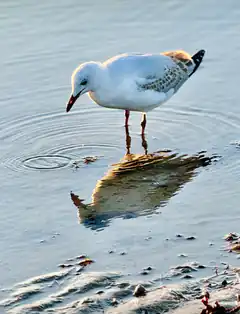 Seagull standing in shallow water