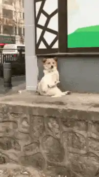 dog sitting on stone ledge