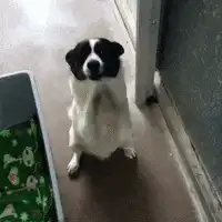 Dog sitting and scratching its face