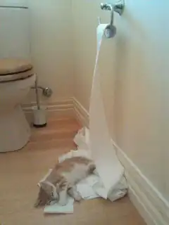 kitten sleeping on toilet paper
