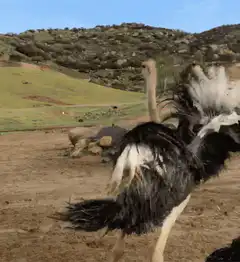 Ostrich flapping wings in dirt