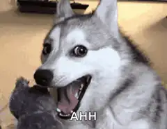 Husky dog screaming AHH