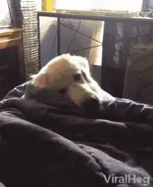 dog buries head in blanket