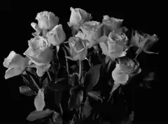 Time-lapse of wilting white roses