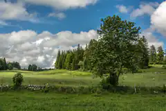 Green meadow with trees and clouds