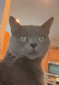 Grey cat looking around